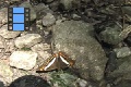 Scene 20_Adelpha alala on urinated ground